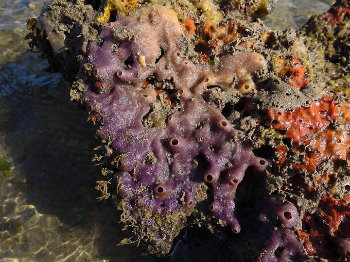 Close-up of colorful coral reef found near Narara Island.