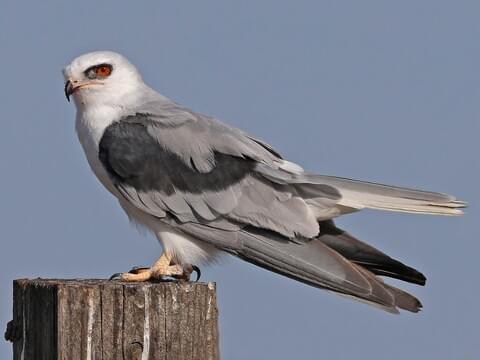 A white eagle, believed to be a sign of Karni Mata, seen near the Alwar palace before the king’s recovery.