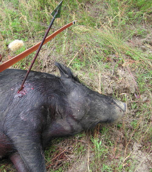 Illustration of a wild boar—linked to the hunting event that triggered a saint’s curse on the Alwar king.